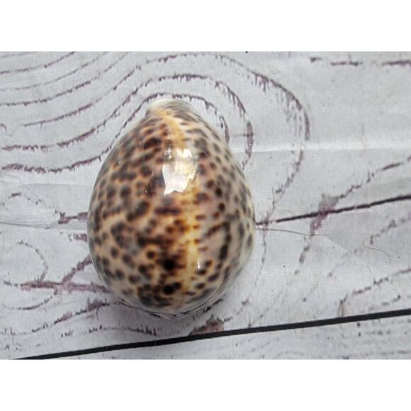 Tiger Cowrie Shell Cypraea Tigris Beach Crafts Ocean Decor 2.5 Inches - Picture 5 of 6